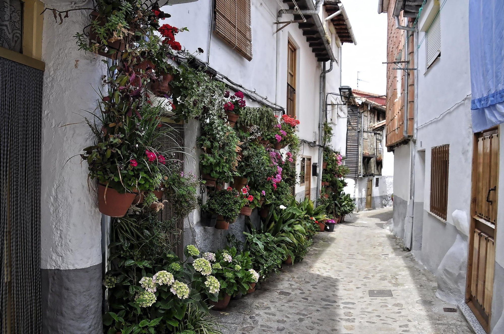 Flores en las callejuelas de Hervás. En este pueblo se conserva una de las mejores muestras de arquitectura popular de Extremadura.