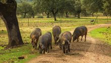 Cerdo ibérico