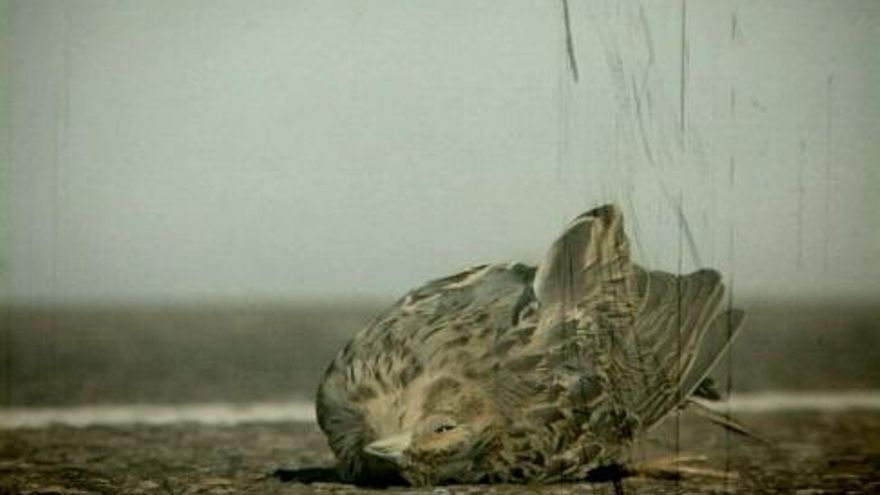 Fotograma de 'Ángel Caído' de Chus Domínguez.