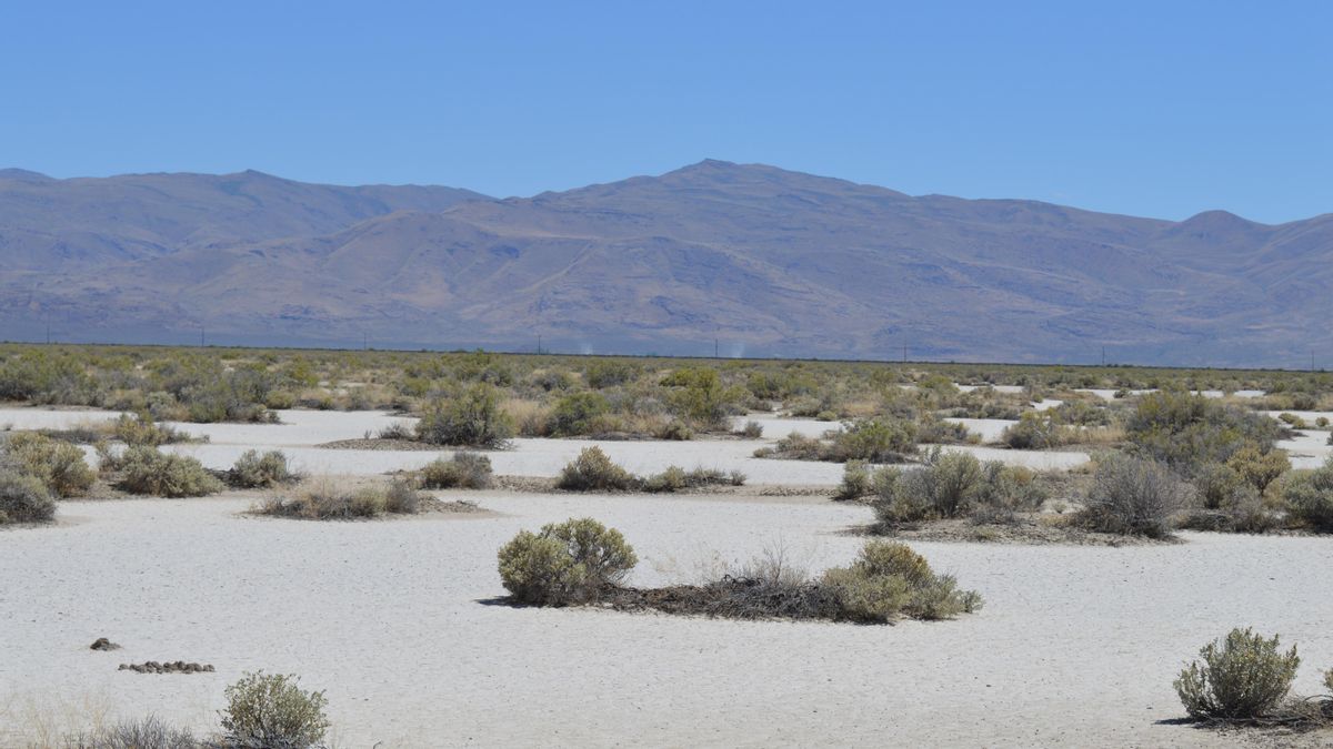 Así es la organización secreta de las plantas del desierto y zonas áridas que las hace resistir mejor la falta de agua