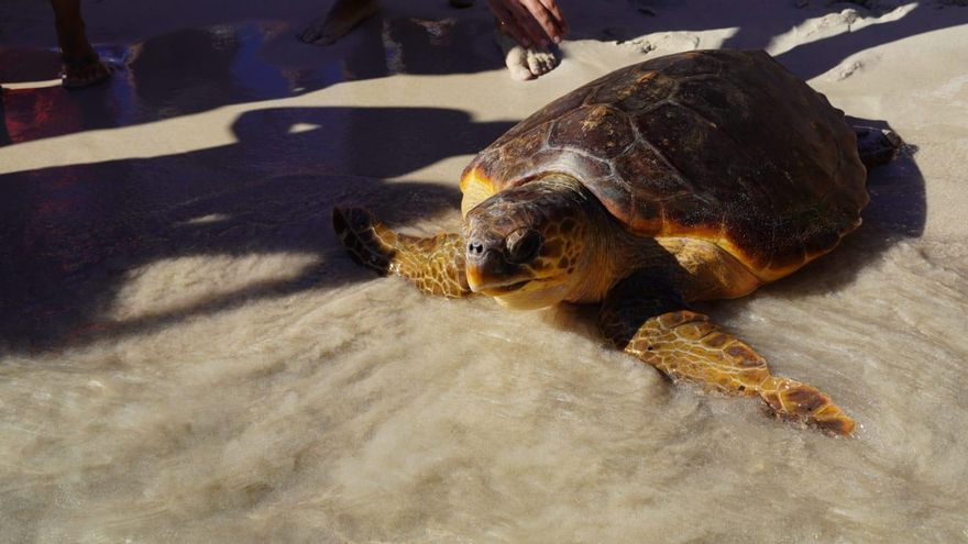 'Papaya', la tortuga que vuelve al Mar Mediterráneo tras quedarse atrapada en plásticos