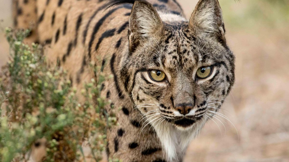 Portugal recupera el tiempo perdido, y la población de lince prospera junto a la frontera de Huelva