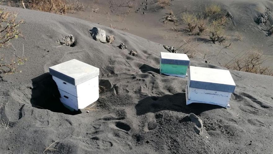 Panales de abejas sobre la ceniza