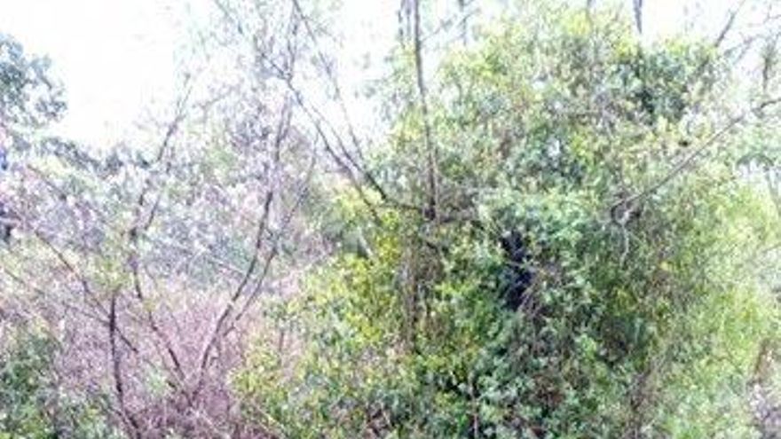 Rescatada una mujer que había caído por un barranco en Garganta la Olla