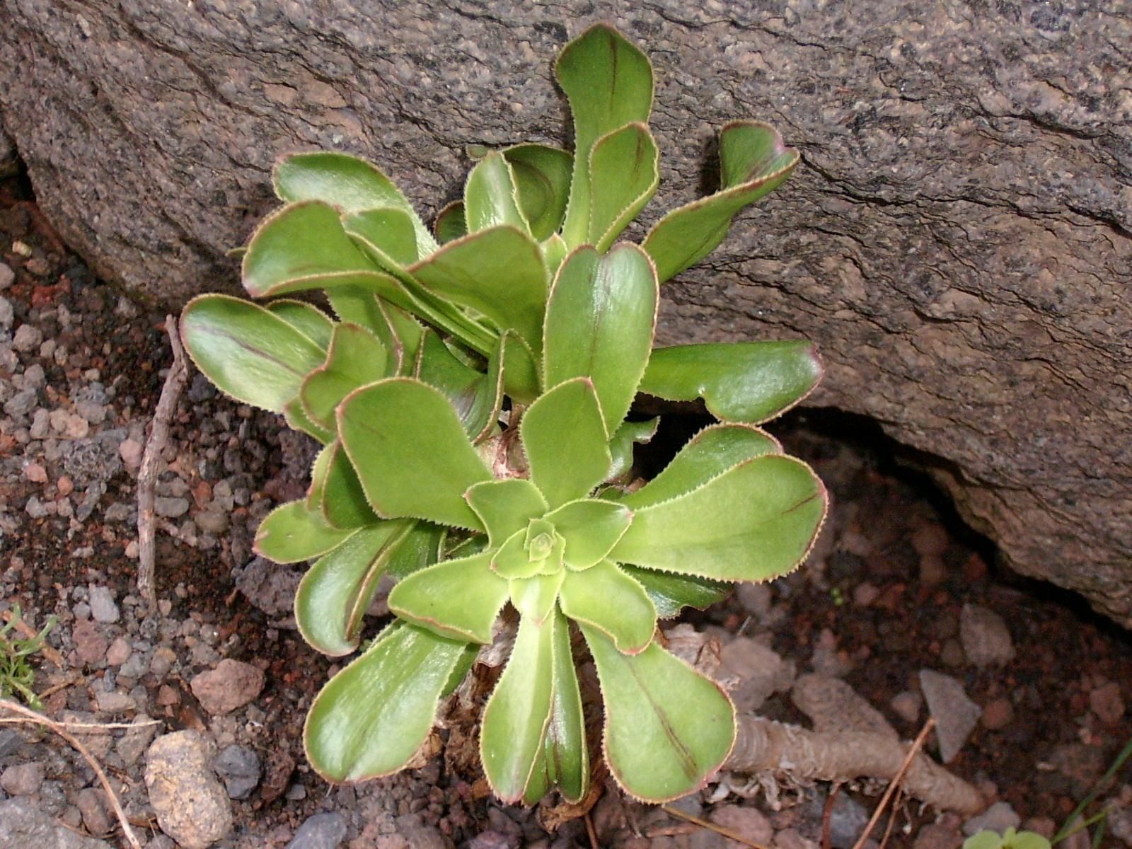 Siempreviva arbórea  (Aeonium arboreum).