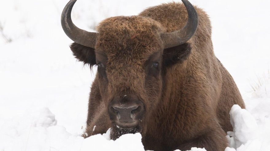 Nueve bisontes europeos llegan a El Recuenco para prevenir incendios forestales en el Alto Tajo