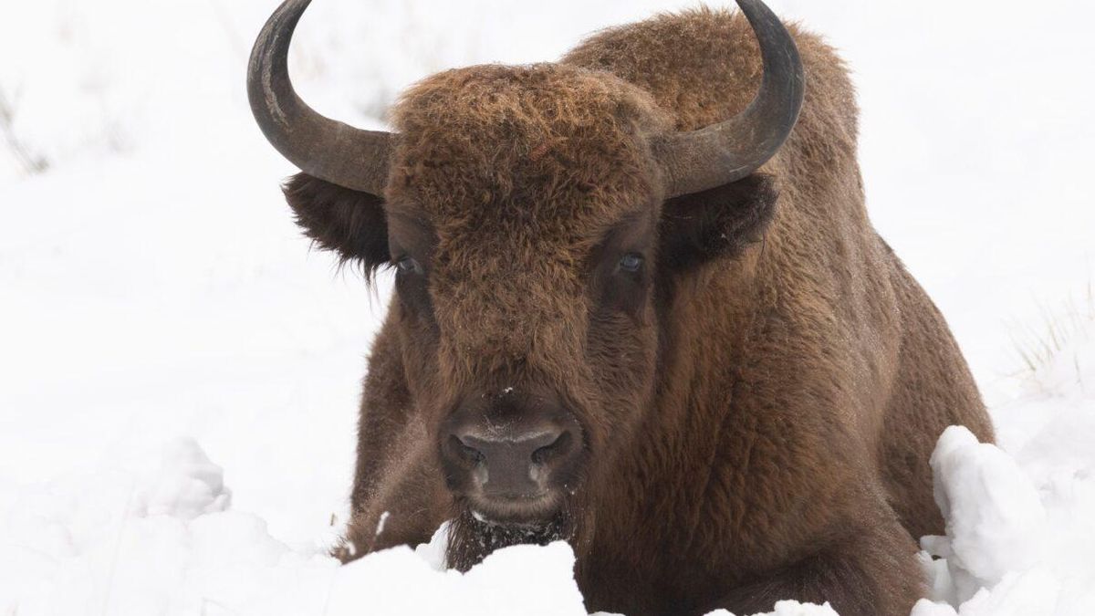 Nueve bisontes europeos llegan a El Recuenco para prevenir incendios forestales en el Alto Tajo