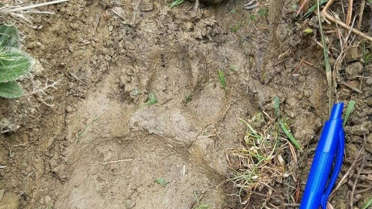 Una oveja muerta por el ataque de la osa Claverina en Uztarroz