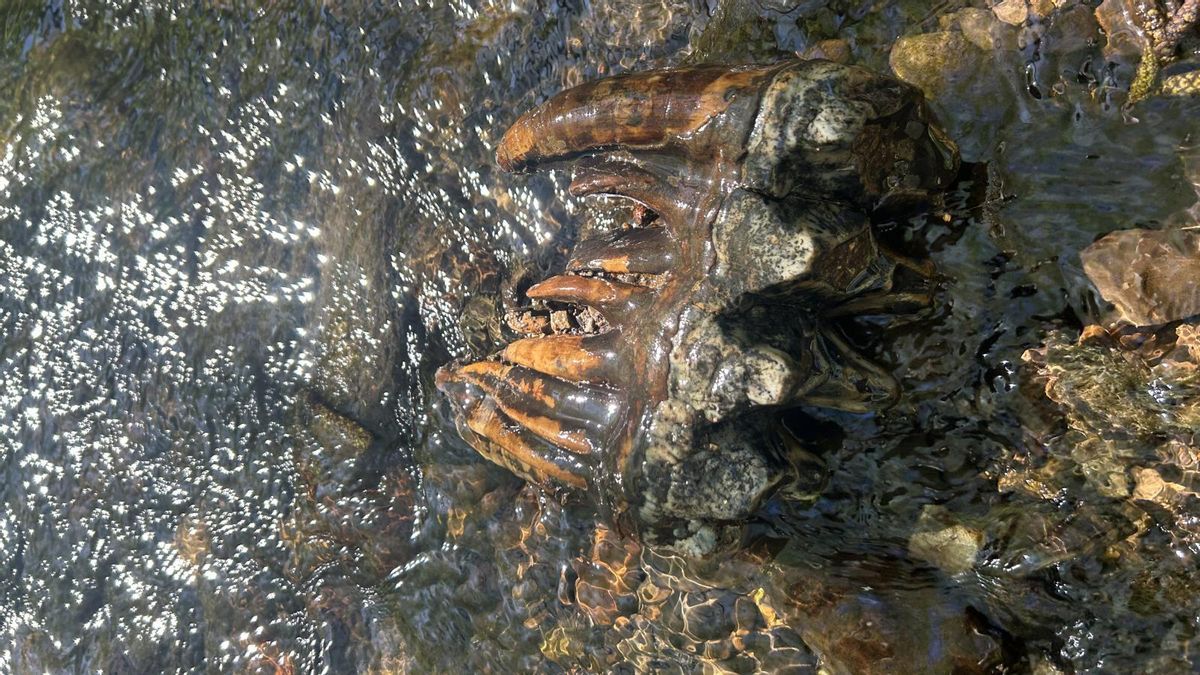 Descubren un diente fosilizado de mastodonte de 10.000 años de antigüedad en California