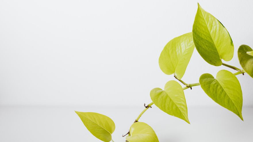 Características del poto y cómo cuidarlos