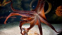 Pulpo, en una imagen de archivo