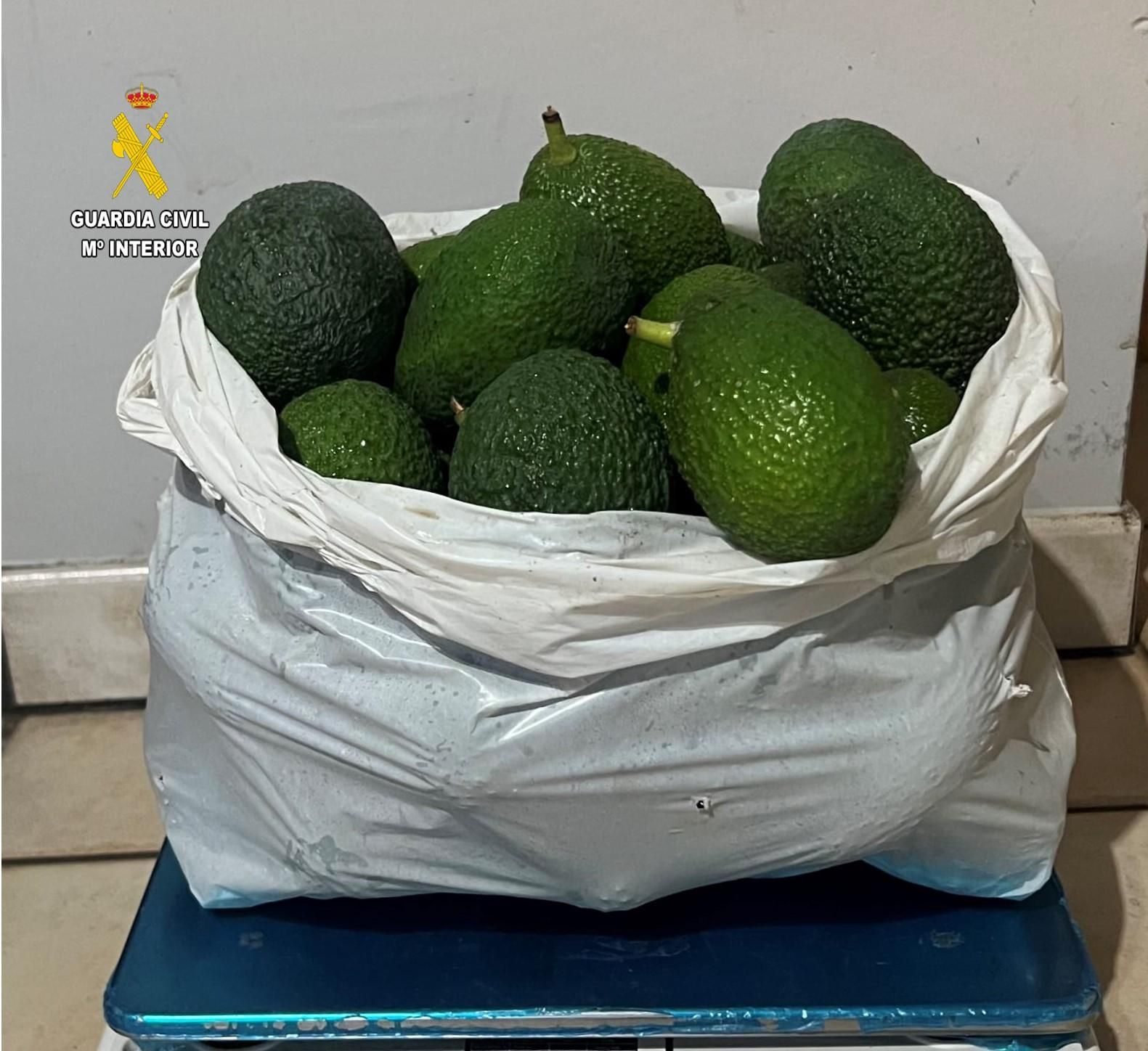 Aguacate incautados por la Guardia Civil en una finca de Los Llanos de Aridane. GUARDIA CIVIL