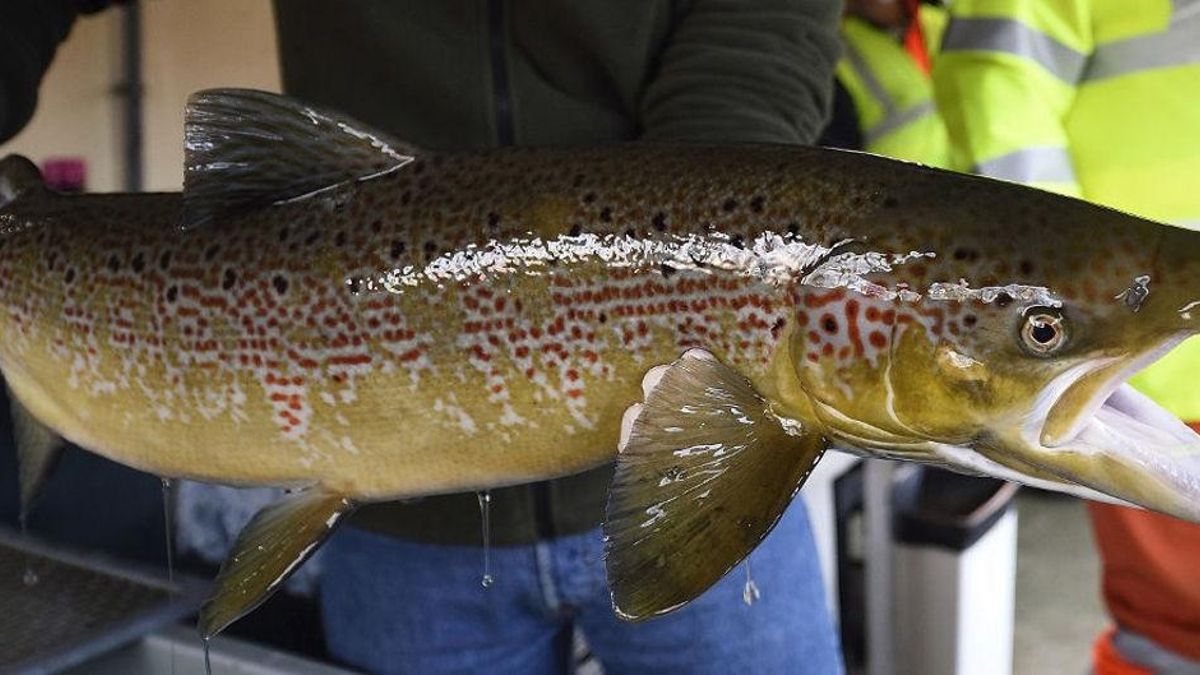 El Comité Científico dictamina a favor de catalogar el salmón como especie en peligro