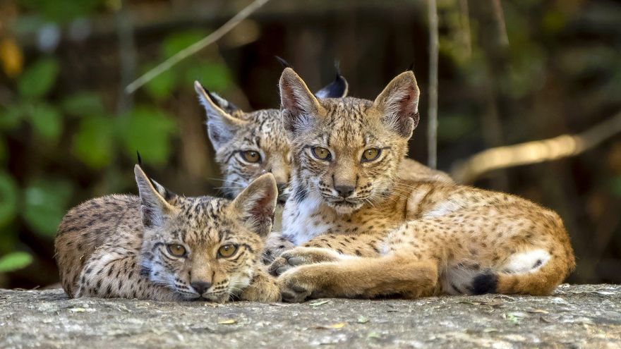 El lince ibérico volverá al valle del Ebro: Aragón recibirá ocho ejemplares que soltará en la cuenca del Huerva
