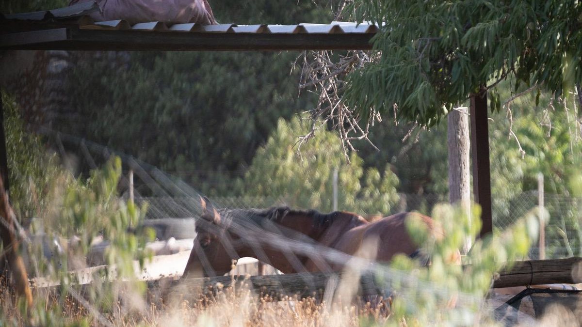 El cavall que va fotografiar elDiario.es quan va visitar la finca de sa Indioteria