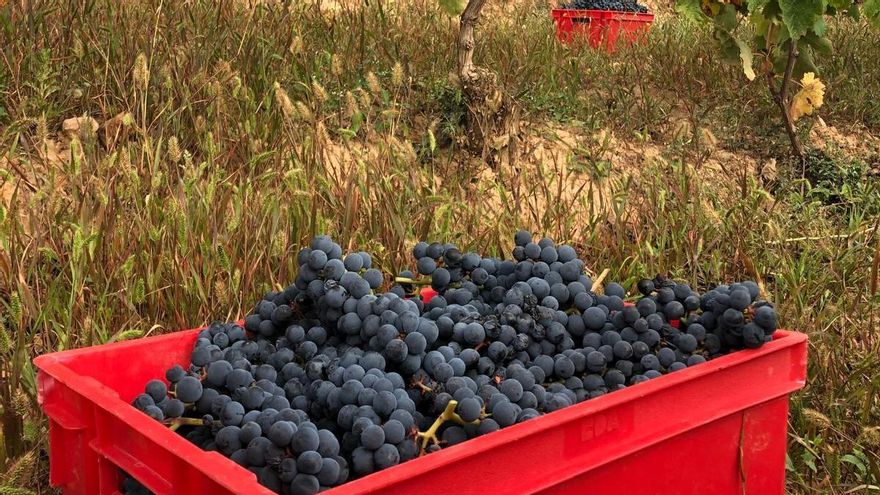 Rioja afronta la vendimia con "un problema de temporeros para realizar las labores en el campo"