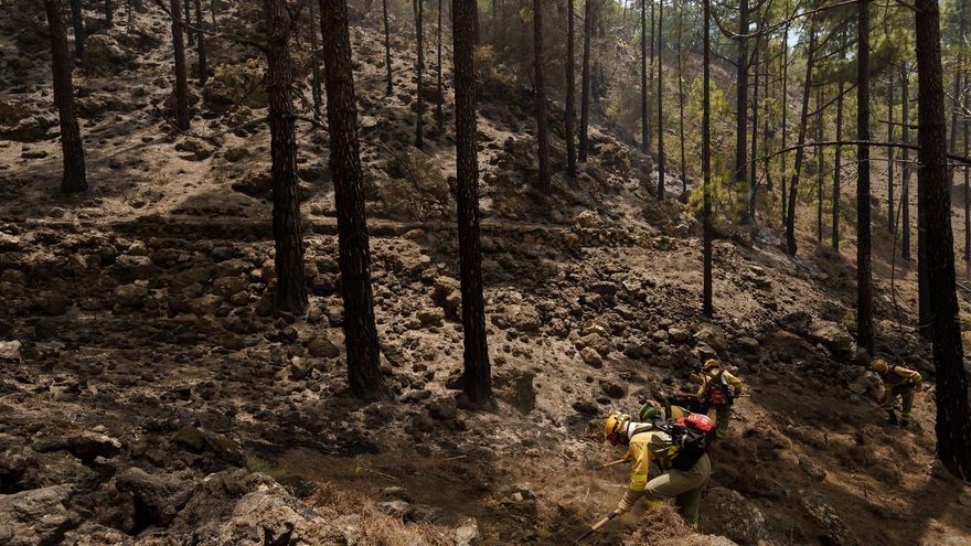 Monte afectado por el fuego en Los Realejos