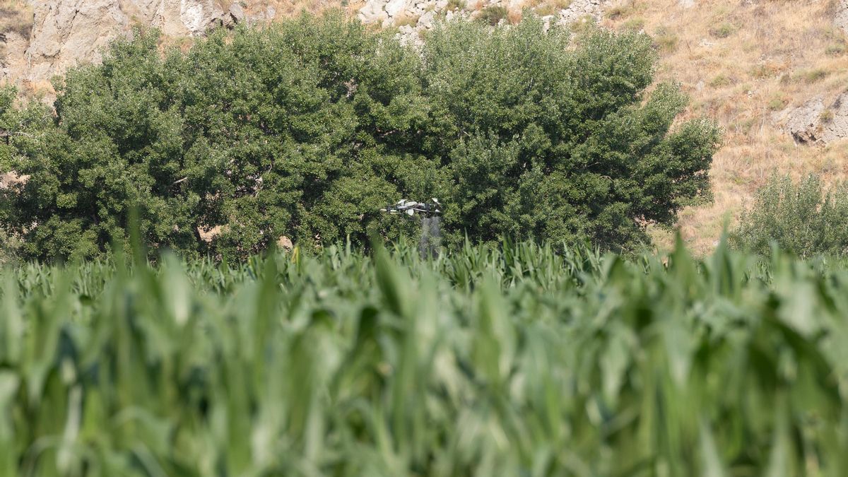 Casi nueve millones de euros para ayudar a los agricultores de Castilla-La Mancha a costear la subida de los fertilizantes