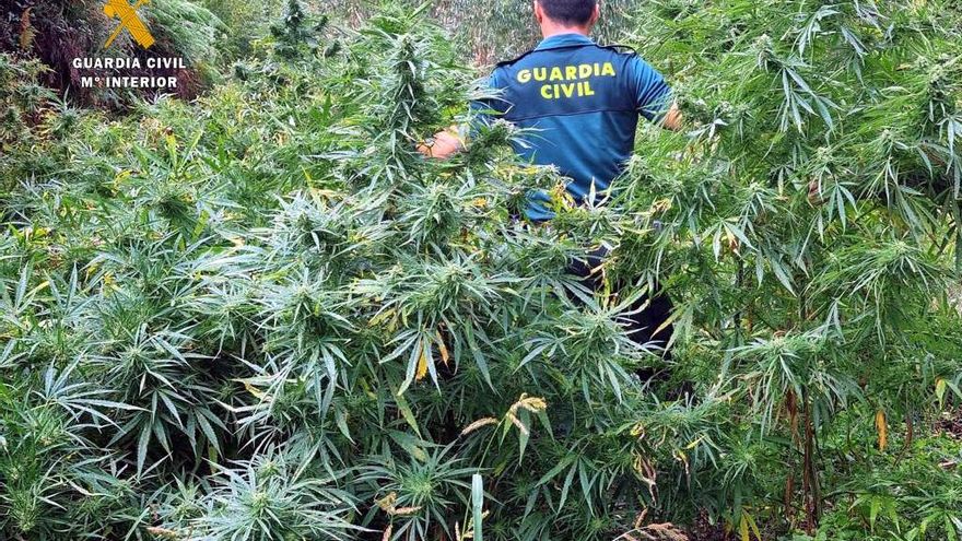 Plantación de marihuana intervenida en Guriezo