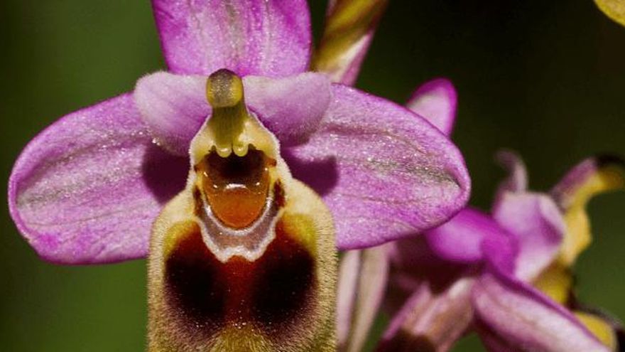 Orquídea.