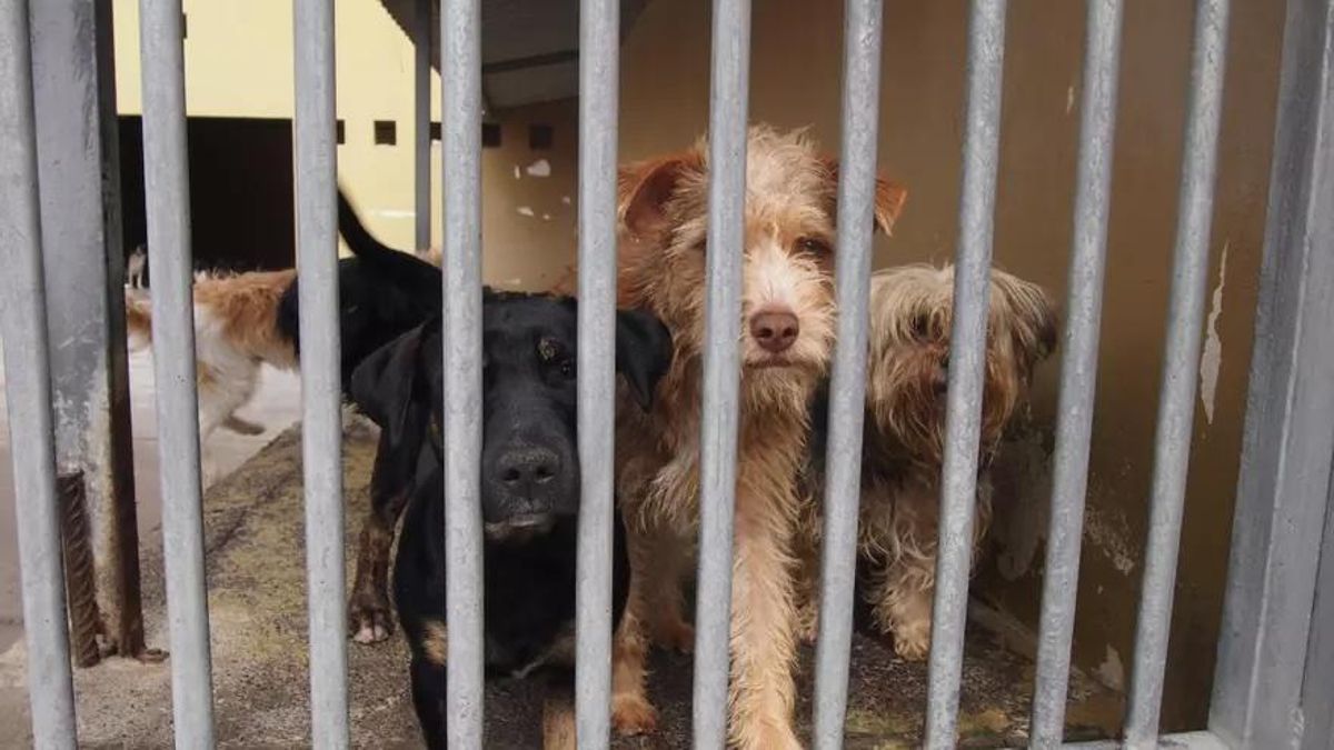 El Cabildo apoya a asociaciones de mascotas abandonadas para reforzar la protección animal