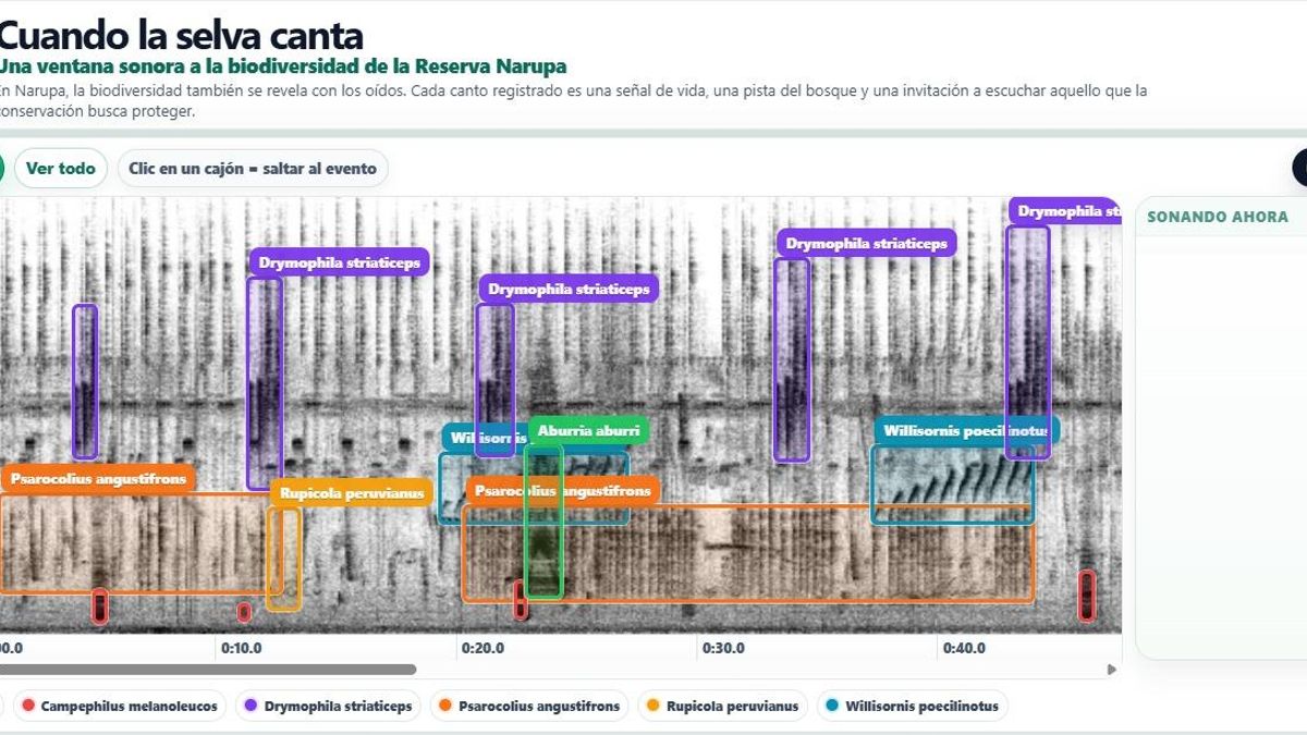 Cuando la selva canta Concepto, dirección científica, diseño y desarrollo del visualizador interactivo: Pedro Galindo Vera. Entrenamiento de Modelos IA: Christian Palma. Datos bioacústicos: Registros de audio de la Reserva Narupa, Fundación de Conservación Jocotoco. Curaduría bioacústica: Niels Krabbe. Procesamiento visual: Espectrograma interactivo generado a partir del audio y etiquetas acústicas por especie.