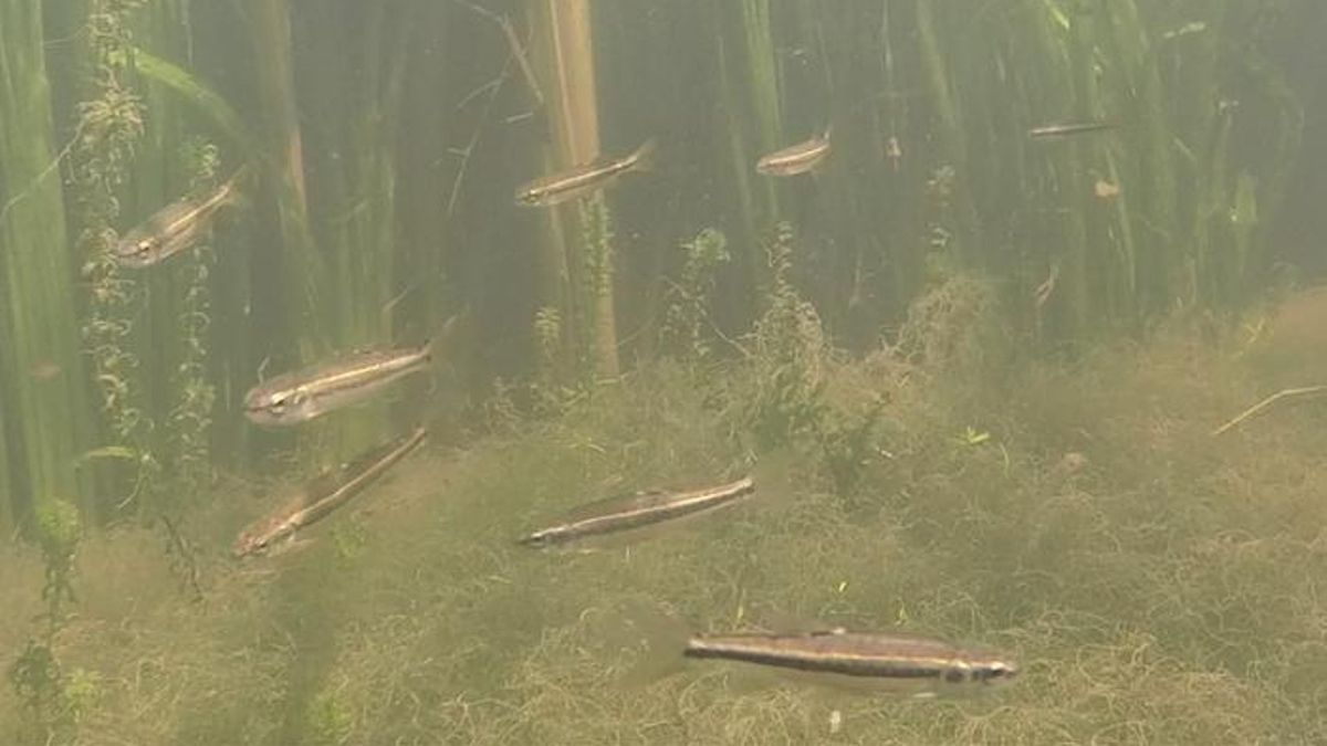 ¿Por qué los peces se juntan más cuando el agua está turbia? La estrategia que les ayuda a encontrar alimento