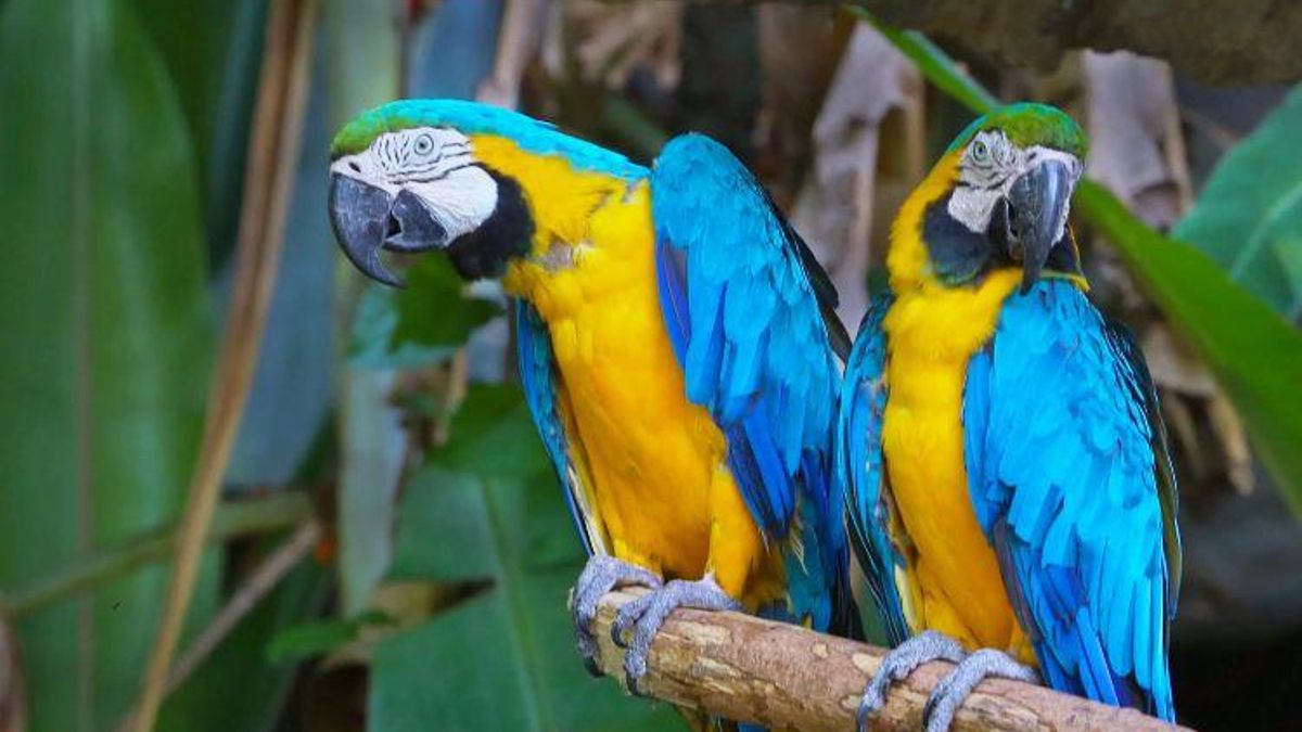 Belgium: Macaws demonstrate ability to learn through observation