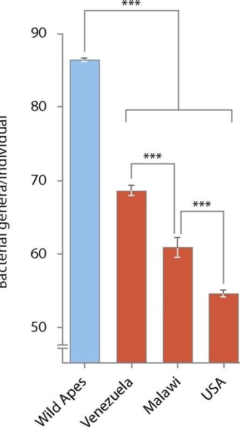 Disminución de la diversidad de microbiomas intestinales humanos entre las diferentes poblaciones: promedio de genes bacterianos observados por individuo en monos salvajes y en poblaciones humanas (las barras de error corresponden a IC al 95 % y los asteriscos indican diferencias significativas con P < 0,001). Según Moeller et al. (2014)