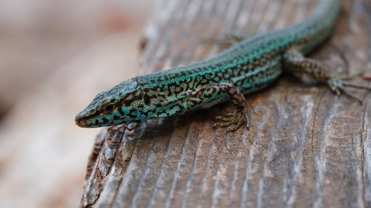 Lagartija de las Pitiusas