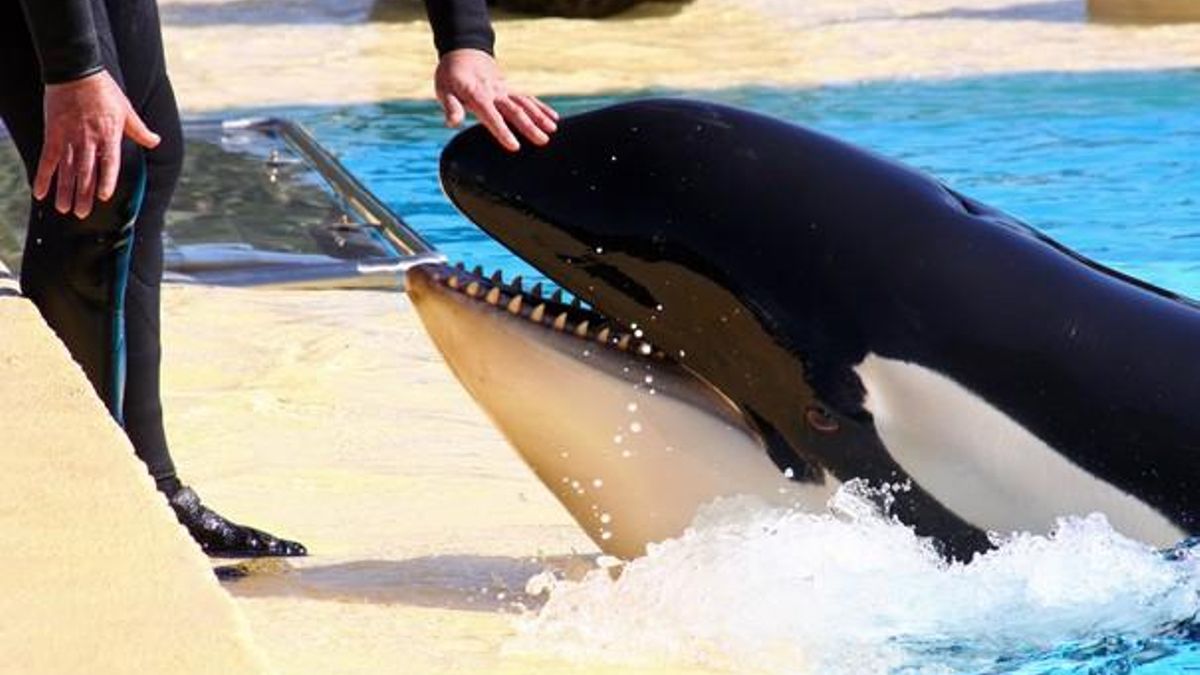 PACMA pide al CSIC que publique su informe contrario a trasladar a las dos orcas desde Francia a Tenerife