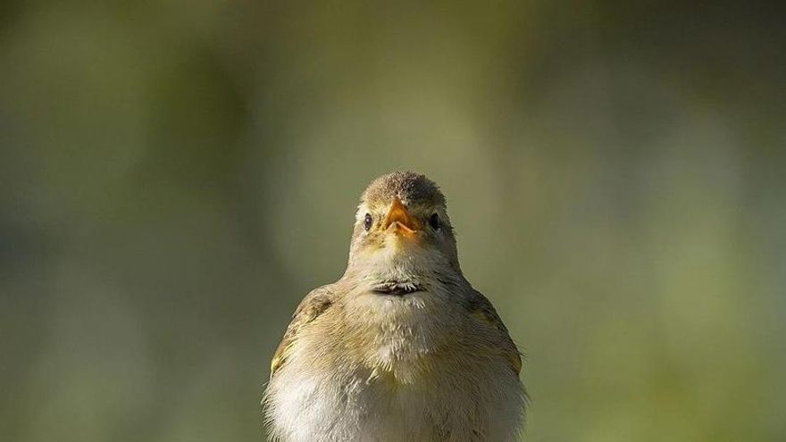 El mosquitero musical y más de 700 árboles: detalles del impacto ambiental de la nueva ampliación del tranvía de Vitoria