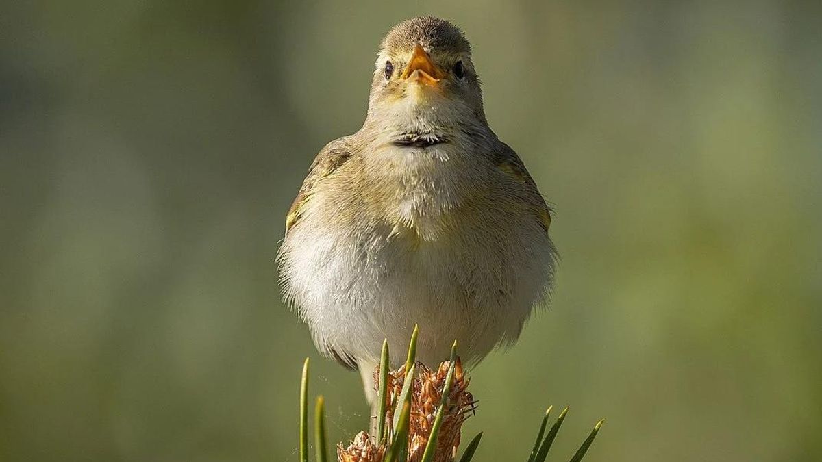 El mosquitero musical y más de 700 árboles: detalles del impacto ambiental de la nueva ampliación del tranvía de Vitoria