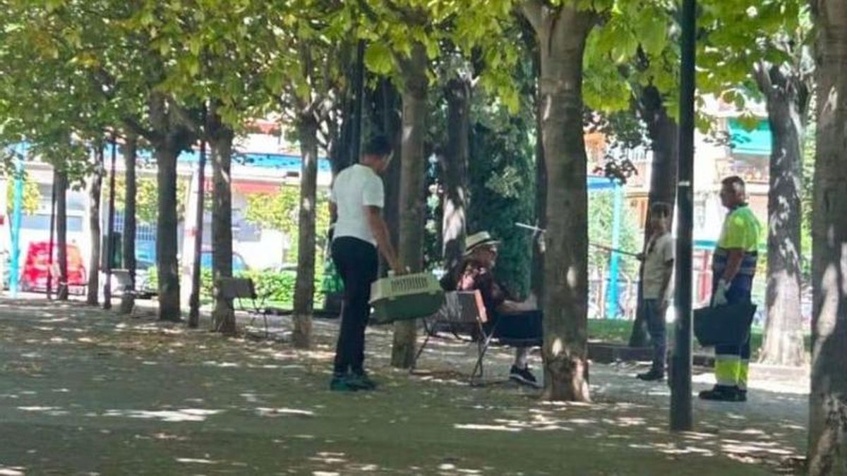 Logroño retira nidos de paloma torcaz de los parques pero no aclara qué hacen con los pollos