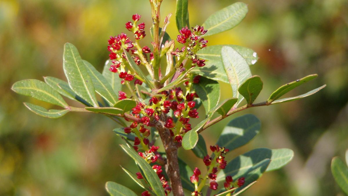 Arbusto de lentisco, en una imagen de archivo.