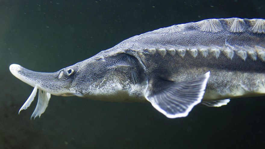 Rusia propone nueva moratoria a la prohibición de la pesca del esturión en el Caspio
