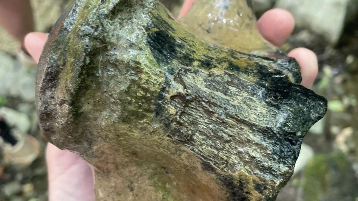 George Phillips, del Museo de Ciencias Naturales de Misisipi, explicó que nunca habían visto una vértebra tan grande