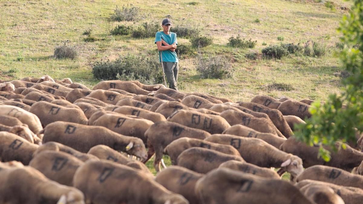 León se prepara para el paso de casi 4.000 ovejas en dos días con restricciones al tráfico en varios puntos