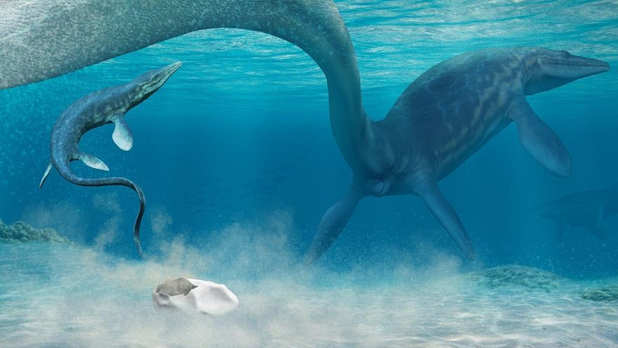 Un diente de mosasaurio hallado en un río reabre el debate sobre la vida de estos depredadores antes de su extinción