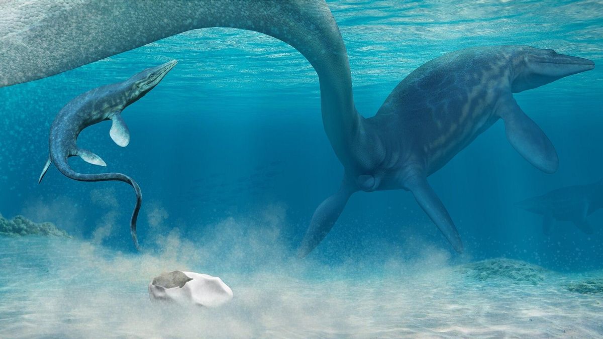 Un diente de mosasaurio hallado en un río reabre el debate sobre la vida de estos depredadores antes de su extinción