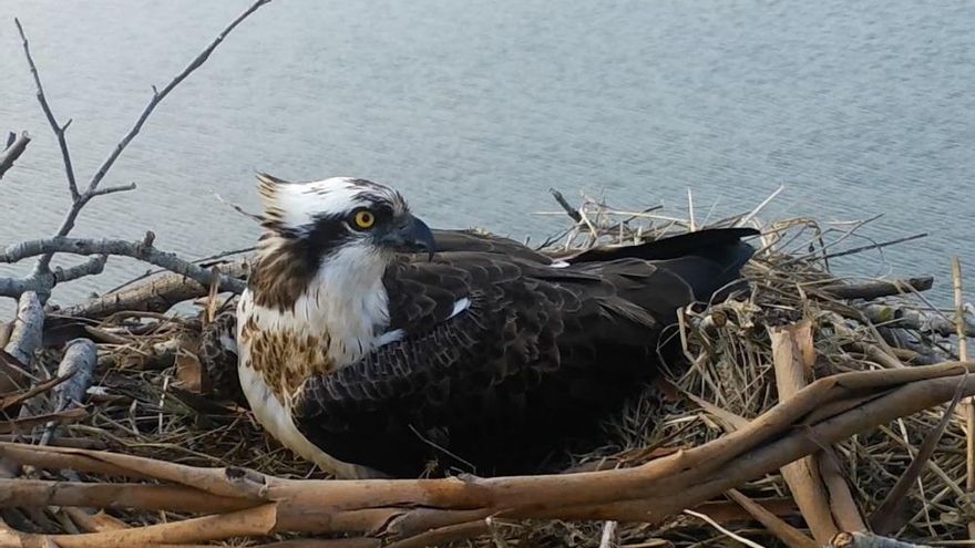 Tres ejemplares de águila pescadora comienzan su temporada invernal en la Bahía de Santander