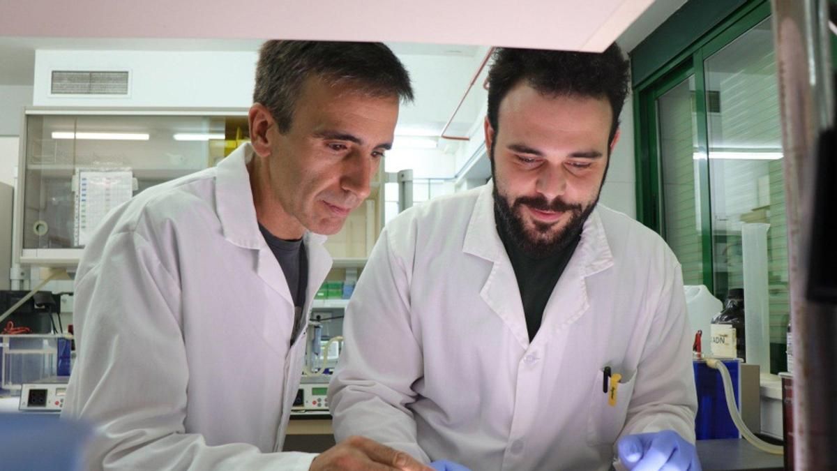 Auditoría genética del trigo: determinan la variabilidad real de un gen responsable de la calidad del pan