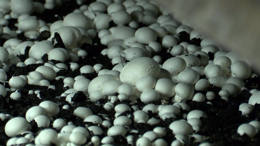 Champinter roza los 100 millones de facturación y coloca a Villamalea como capital del champiñón