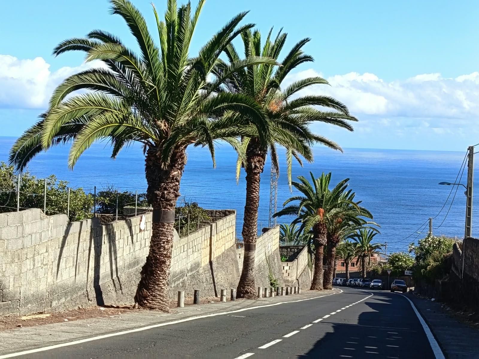 Parte de la vía de El Rincón que se acerca ya a la parada de guaguas y el célebre restaurante San Diego, con las palmeras finales.