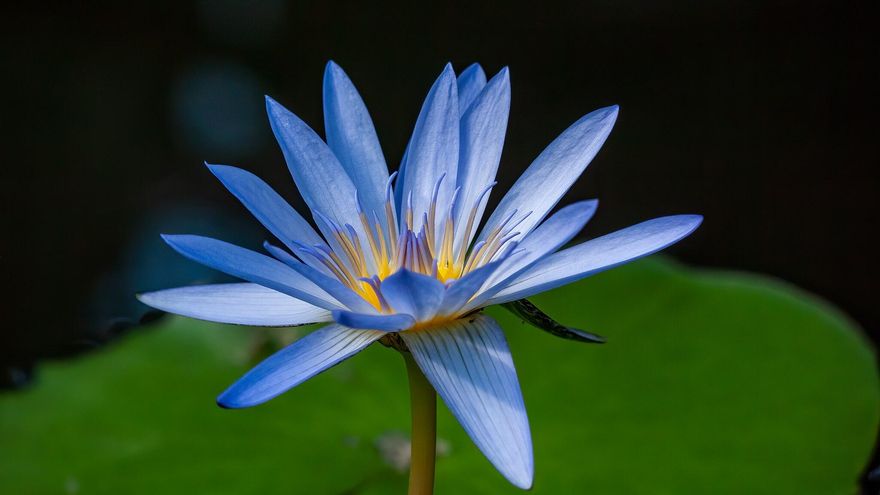 Un estudio desmonta el mito del loto azul y revela cómo se usaba en el antiguo Egipto