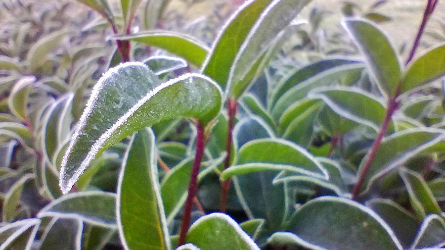 La gran helada de Madrid alcanza los -7,4ºC en Aranjuez