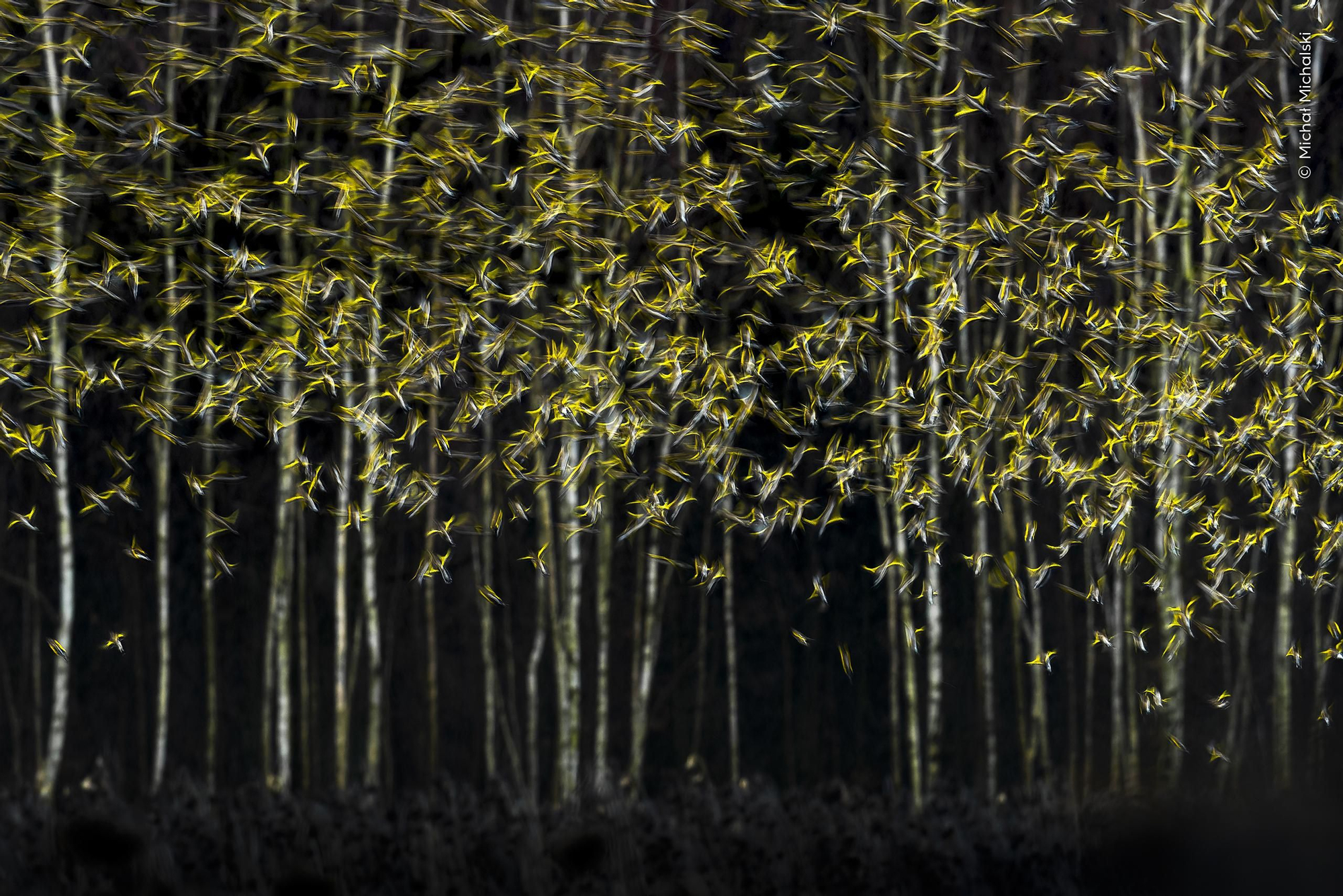 'Arte de la escapada', Premio Arte natural