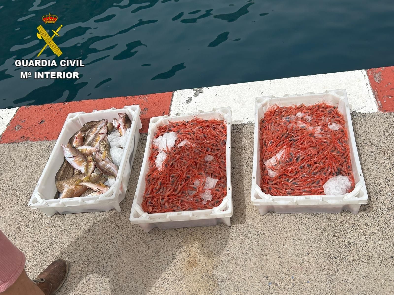 Más de 28 kilogramos de pescado y marisco intervenidos por la Guardia Civil en La Gomera.