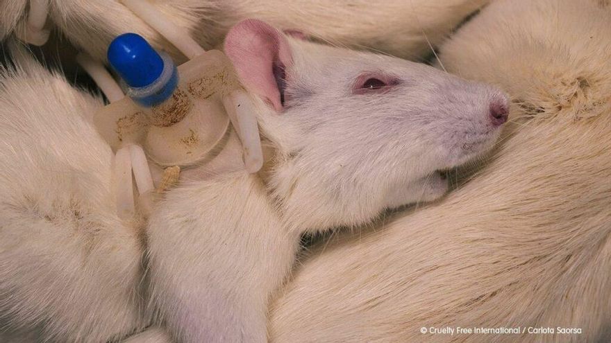 El discurso manipulador de la industria de la experimentación animal