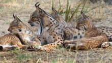 El censo provisional del lince ibérico en Andalucía constata el nacimiento de 72 ejemplares en estado salvaje